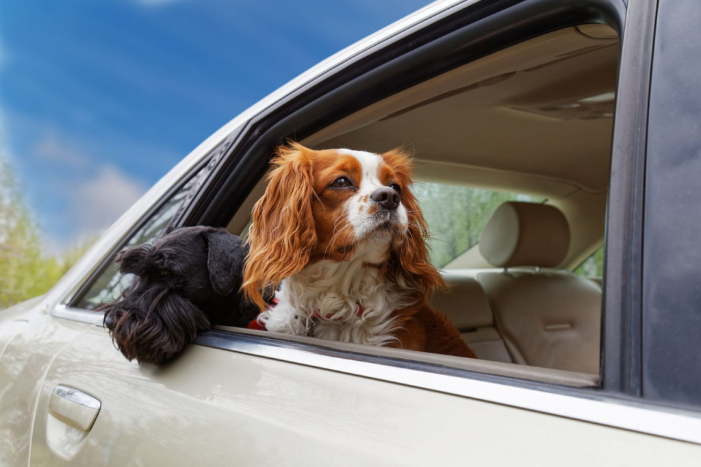 1280-680200760-two-dogs-look-out-of-car-window.jpg